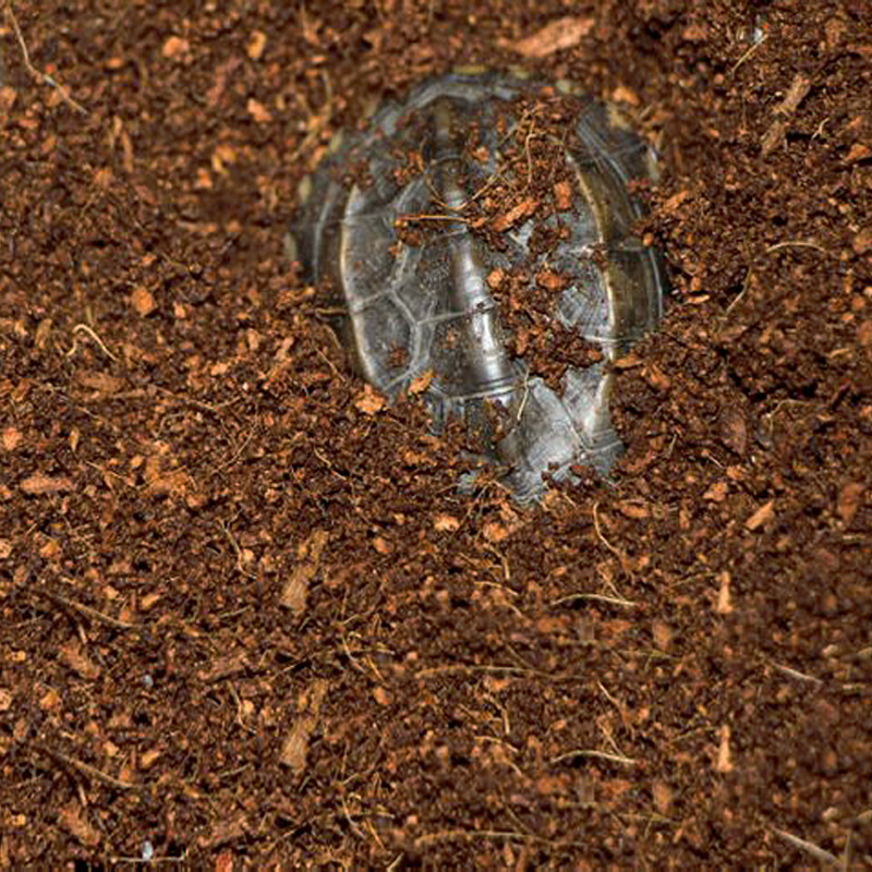 วัสดุรองพื้นสำหรับสัตว์เลื้อยค - Substrate Coconut Fiber บทวิจารณ์และราคา